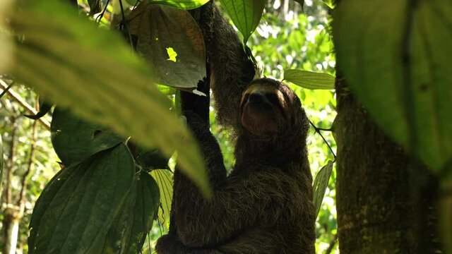 close up female brown throated sloth bradypus variegatus in natural habitat Costa Rica