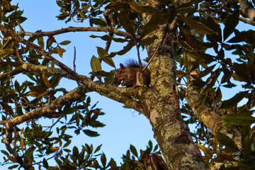 ardilla árbol mata 
