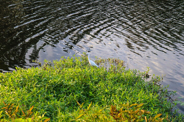 garza lago verde