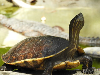 Tortuga Tak'alik Ab'aj