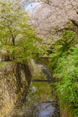 Fototapeta premium 京都 桜が満開の哲学の道