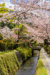 Naklejka premium 京都 桜が満開の哲学の道