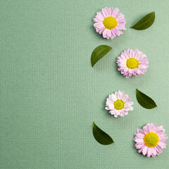 Pink small flowered chrysanthemum on green background. flat lay, top view, copy space