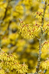 Closeup of Witch Hazel in bloom with bright yellow flowers, as a nature background
