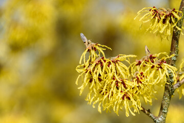 Closeup of Witch Hazel in bloom with bright yellow flowers, as a nature background
