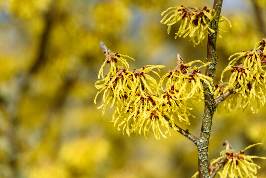 Closeup of Witch Hazel in bloom with bright yellow flowers, as a nature background

