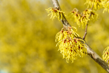 Closeup of Witch Hazel in bloom with bright yellow flowers, as a nature background
