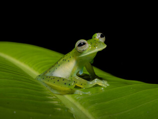 Emerald Crystal frog, Espadarana prosoblepon Male