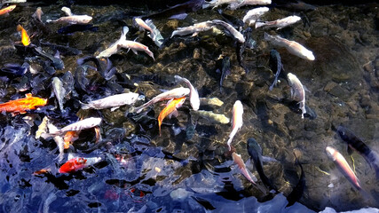 a pond filled with colorful fish