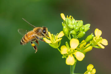Image of bee or honeybee on flower collects nectar. Golden honeybee on flower pollen with space blur background for text. Insect. Animal.