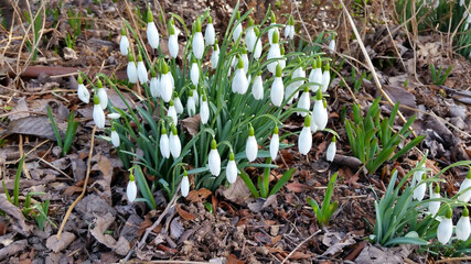 White snowdrops. Blooming white galanthus in spring.