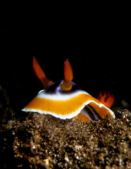 Chromodoris Magnifica Nudibranch