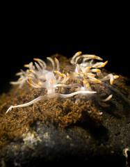 Flabellina Bicolor Nudibranch