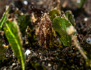 Juvenile Frogfish Hiding 