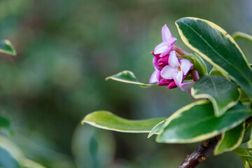 Closeup of Winter Daphne with pink buds ready to bloom, as a nature background
