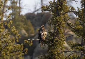 Juvenile Bald Eagle