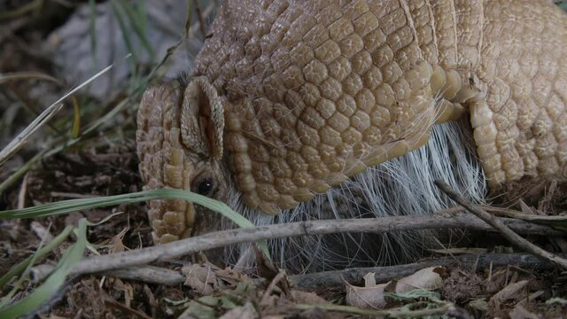 Armadillo close up eating in dirt and grass