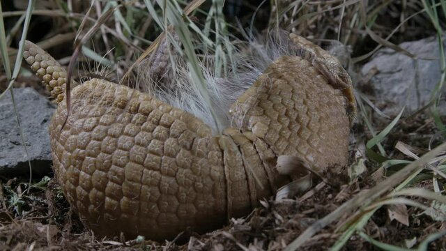 Armadillo stuck on its back while rolled up