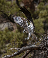 Osprey Nesting Pair