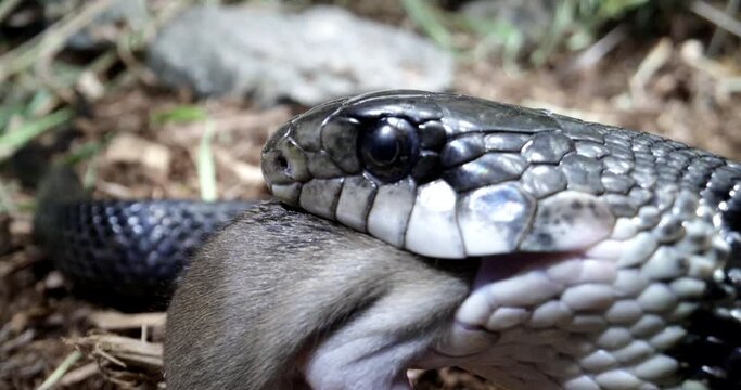 Feeding a black rat snake close up