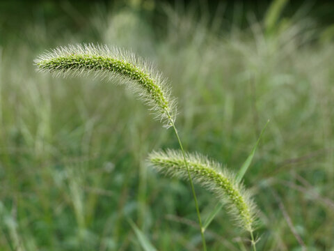 Ähre Bilder Durchsuchen 101,583 Archivfotos, und