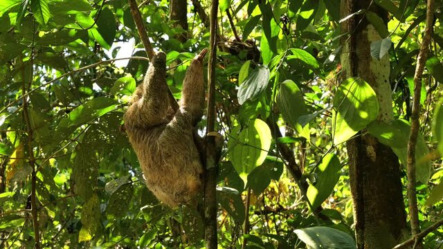 Female brown throated sloth climbing a tree wildlife Costa Rica Corcovado national park
