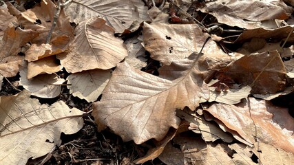 leaves on the ground