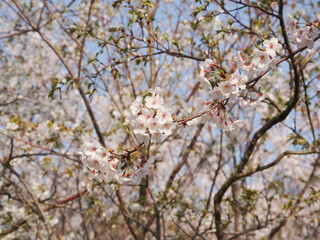 Sakura_4