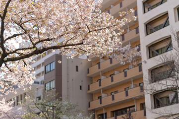 東京都千代田区市ヶ谷の街中に咲く桜