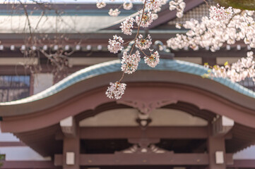 東京都千代田区九段にある靖国神社に咲く桜
