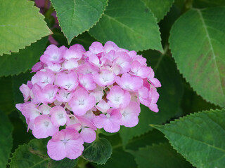 Hydrangea_4