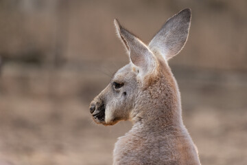 Close up face of  kangaroo