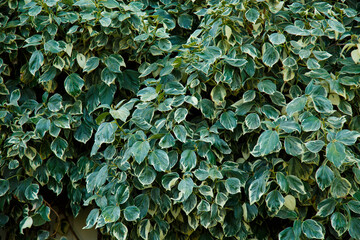 Texture from green plants. Greenery background