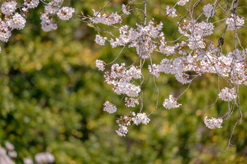 東京都千代田区九段にある千鳥ケ淵に咲く桜