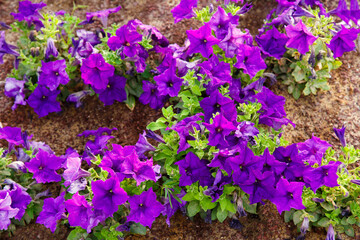 Texture from blooming violet flowers. Greenery background.