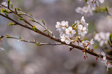 東京都千代田区九段にある千鳥ケ淵に咲く桜