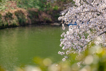Obraz na płótnie Canvas 東京都千代田区九段にある千鳥ケ淵に咲く桜