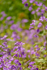 東京都千代田区九段にある千鳥ケ淵に咲く紫色の花