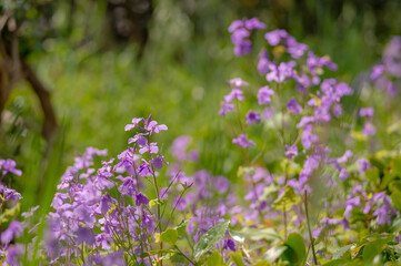 東京都千代田区九段にある千鳥ケ淵に咲く紫色の花