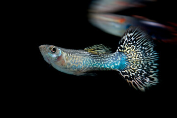 fish isolated on white