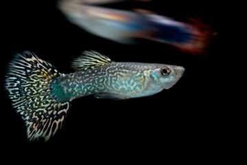 Fototapeta premium siamese fighting fish