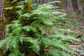 Winter woodland, textured tree trunk with moss and ferns growing on it
