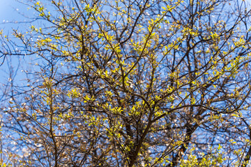 leaves on blue sky