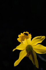 Dramatic closeup of bright yellow daffodils in full sun against a dark background
