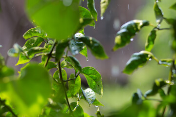 The leaves support raindrops and the waterfalls hit the sun. On hot days, trees need water, on...