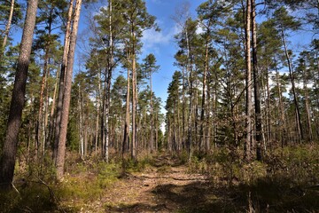 Fototapeta premium Der Waldweg