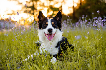 Border collie enjoying a field with purple flowers, portrait of a trained dog  