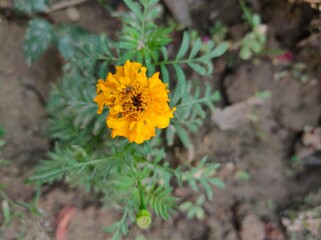 yellow flower in the garden