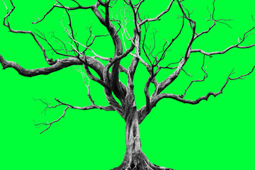 Old Big Giant Tree alone on green background.