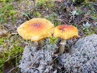An old dry fly agaric grows in the forest against the background of yagel. Poisonous amanites grow through deer moss -Cladonia rangiferina.